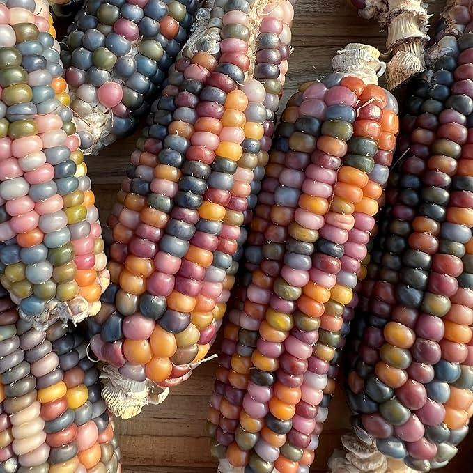 Plant Good Seed Organic Glass Gem Corn Bulk Seeds for Planting: Ornamental Ears, Translucent Kernels - 1,925 Seed Packet (0.5 Pound)