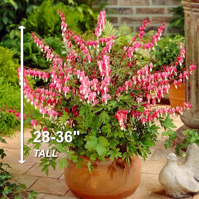 Garden State Bulb Bleeding Heart Dicentra Spectabilis Bare Roots, Spring (Bag of 18)
