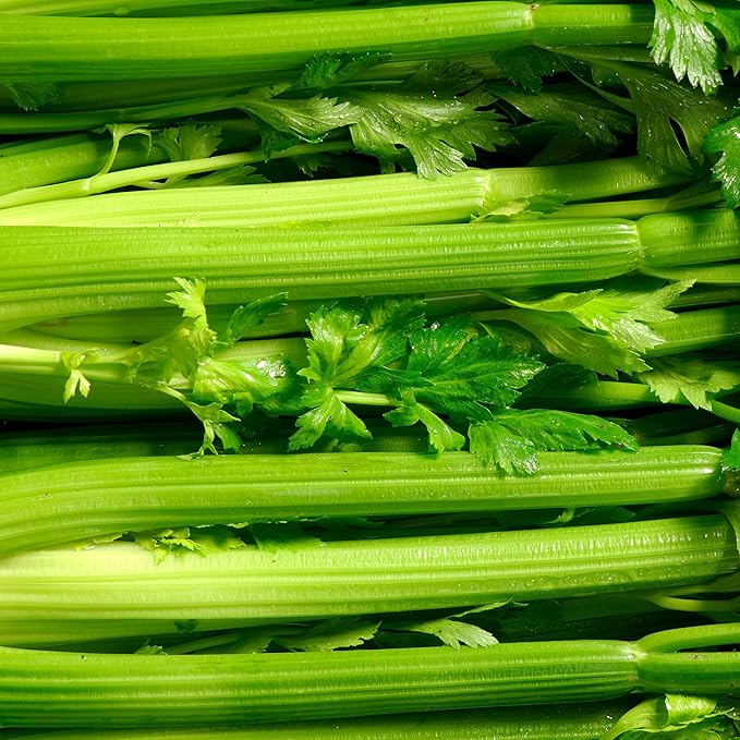 Organic Utah Tall Celery Seeds - USDA Organic, Non-GMO, Open Pollinated, Heirloom, USA Origin (1 Packet - 250 MG - Approx 500 Seeds)