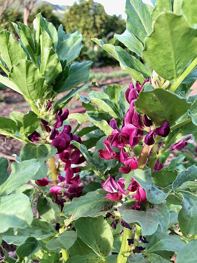 Plant Good Seed Organic Crimson Flowered Fava Bean Seeds for Planting: Heirloom Vegetable, Dark Pink Flowers - 7 Seed Packet