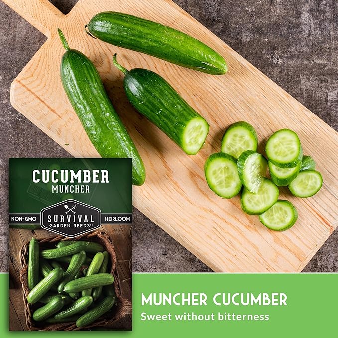 Muncher Cucumber Seeds for Planting | Burpless Variety with Smooth Skin for Snacking or Slicing – Survival Garden Seeds (3 Packs)