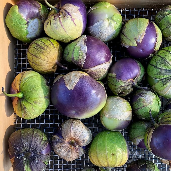 Plant Good Seed Organic Purple Tomatillo Seeds - Pack of 50, Heirloom Seeds for Planting Vegetables - Gardening Supplies, Fruit, Tomato, Vegetable Garden - Non-GMO, Open Pollinated, from USA