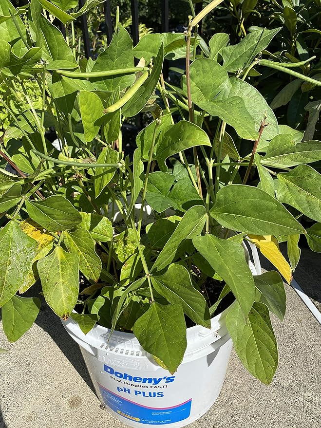 25 Seeds Desi Chori Seeds, No Vines, Shrub Style chori, Indian Beans, Non-GMO, Organic