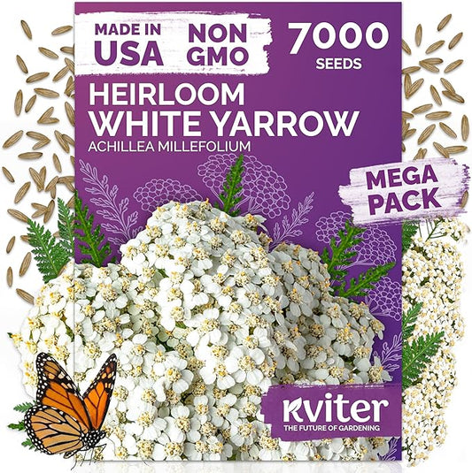KVITER 7000 White Yarrow Seeds for Planting (Achillea Millefolium) — Perennial Flower Seeds to Plant Outside, Heirloom & Organic — Native Wildflower Seed for Herb Garden, Beds, Containers & Meadows