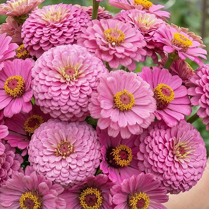 Seed Needs Zinnia Seeds Luminosa Pink Variety Fast Blooming | 5,000+ Heirloom & Open Pollinated Seeds | Annual Cut Flowers Large Blooming | Bulk