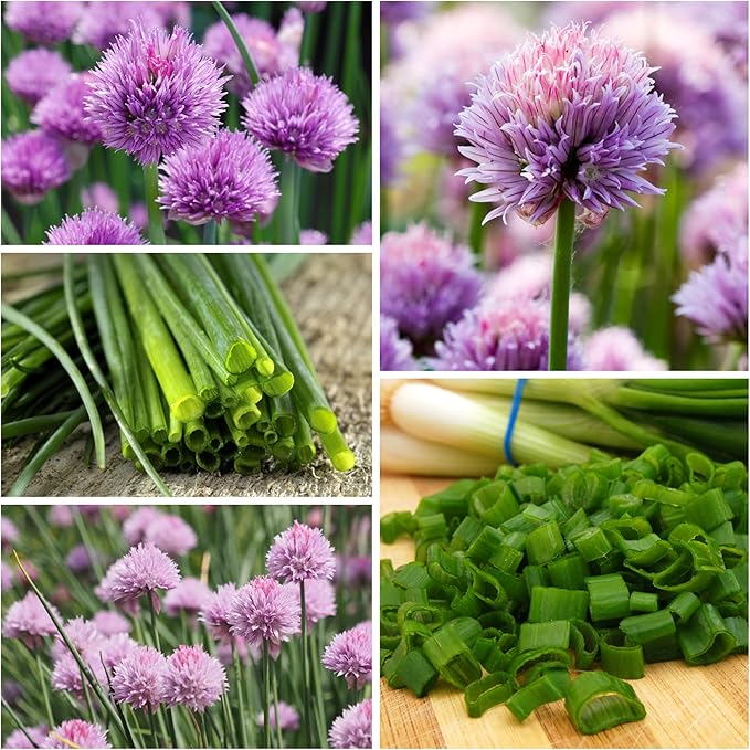 Seed Needs Italian Parsley & Chives Seeds for Planting Fresh Kitchen Herbs - Non-GMO Heirloom & Untreated Perennial Herb Seed to Plant a Culinary Garden Indoors or Outdoors (2 Pack Duo)