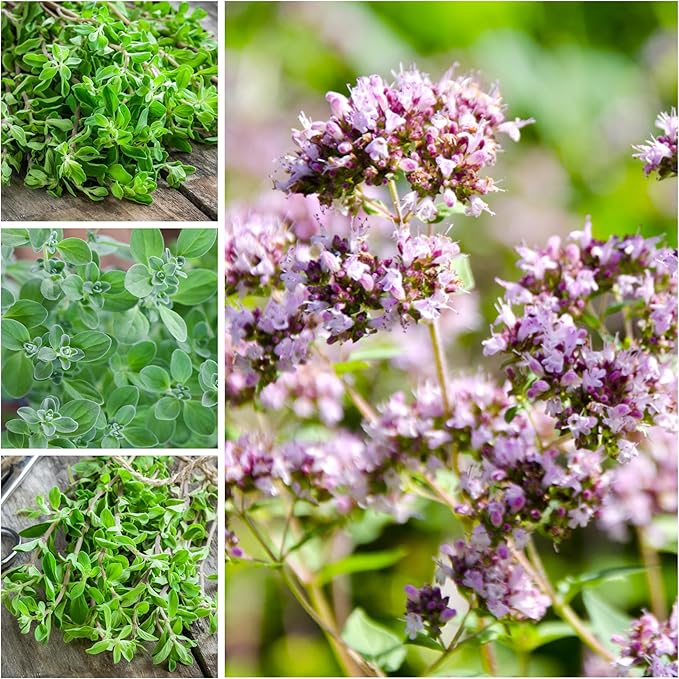 Seed Needs Sweet Marjoram & Thyme Seeds for Planting Fresh Kitchen Herbs - Non-GMO Heirloom & Untreated Perennial Herb Seed to Plant a Culinary Garden Indoors or Outdoors (2 Pack Duo)