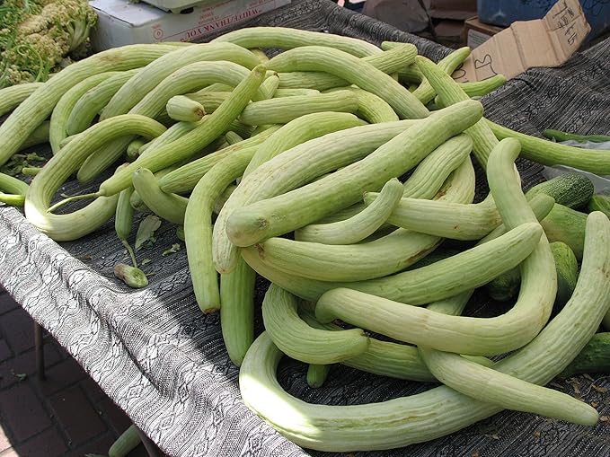 Seeds Rare Cucumber Armenian Long 70 Days Pickling Vegetable for Planting Heirloom Non GMO