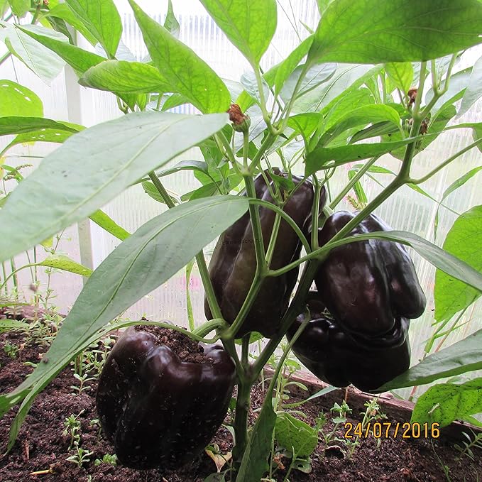 Sweet Bell Pepper Black Horse Seeds Heirloom Vegetable for Planting Giant Non GMO 30 Seeds