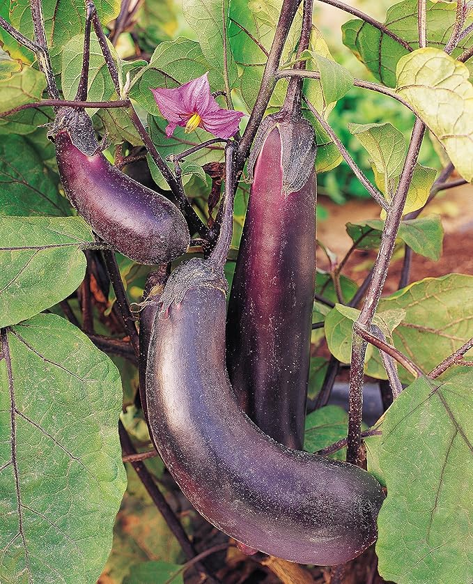 Burpee Long Purple Eggplant Seeds 35 seeds